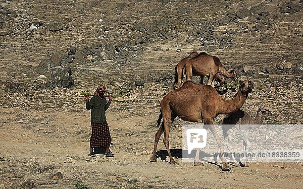 Camel herd in the Dhofar area  Jabal al Qamar  Southern Oman