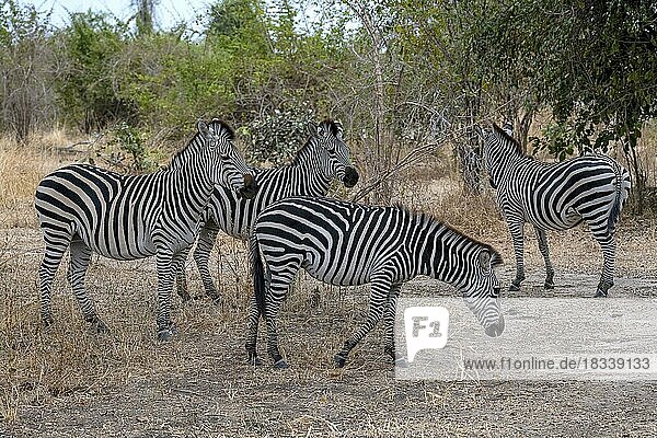 Steppenzebra der Unterart Crawshay-Zebra (Equus quagga crawshayi)  Gruppe im Schatten  Herde  South Luangwa  Sambia  Afrika