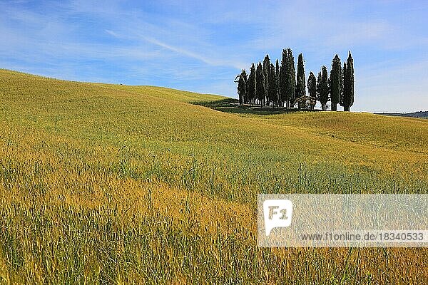 Landscape in Tuscany  Crete  group of trees in a field  in the Crete Senesi  Tuscany  Italy  Europe