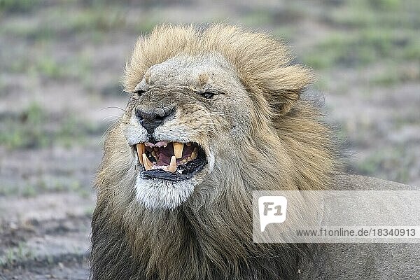 Löwe (Panthera leo)  männlich  Tierportrait  steigt Zähne  Savuti  Chobe National Park  Botswana  Afrika