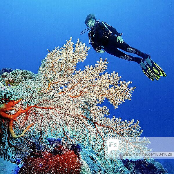 Diver looking at sea fan coral (Melithea ochracea) Sea fan Knotted fan  Indo-Pacific  Bali  Indonesia  Asia