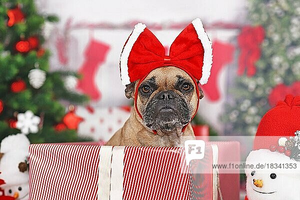 Französische Bulldogge im Weihnachtsgeschenkkarton zwischen vielen Kartons neben dem Weihnachtsbaum