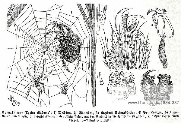 Insekten  Gartenkreuzspinne (Araneus diadematus) ist die in Mitteleuropa häufigste Vertreterin der Gattung der Kreuzspinnen  Historisch  digital restaurierte Reproduktion von einer Vorlage aus dem 19. Jahrhundert