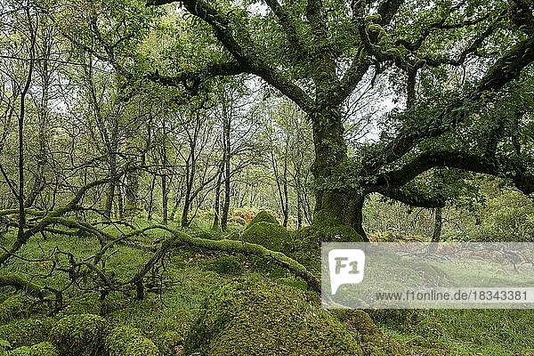Oakwood  Ariundle Oakwood National Nature Reserve  Strontian  Scotland  United Kingdom  Europe