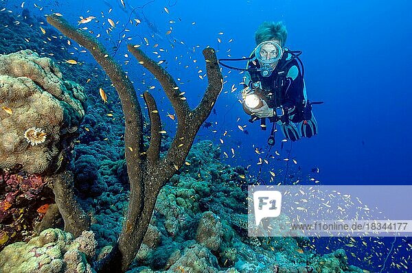 Sporttaucherin blickt auf betrachtet beleuchtet Baumschwamm (Liosina paradoxa)  Rotes Meer  Safaga  Ägypten  Afrika