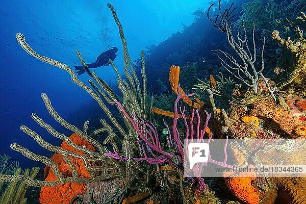 Farbiges intaktes Korallenriff mit links Karibische Hornkoralle (Eunicea mammosa) im Vordergrund mitte Giftiger Fingerschwamm (Negombata magnifica) rechts Steinkoralle (Scleractinia)  im Hintergrund Silhouette von Taucherin  Karibik  Curacao  Südamerika