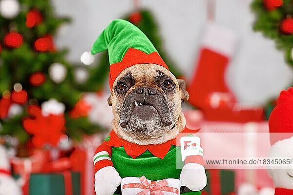 Lustiger französischer Bulldoggenhund im Weihnachtselfenkostüm zwischen jahreszeitlichen Dekorationen