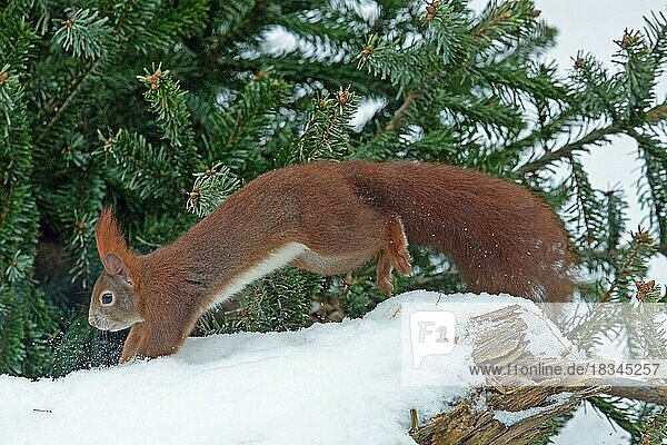 Squirrel jumping on tree trunk with snow left looking