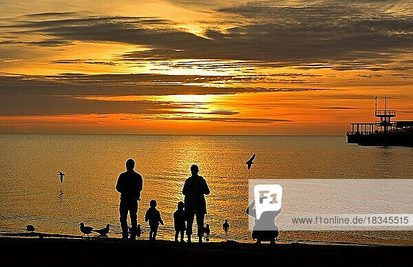Family (silhouettes) feeding seagulls in the sunrise  Baltic Sea  Schleswig-Holstein  Germany  Europe