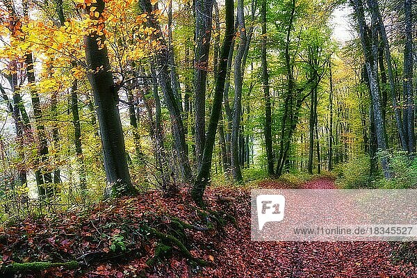 Herbstlaub auf Waldweg  Buchenwald (Fagus sylvatica) im Nebel  Jurapark  Kanton Aargau  Schweiz  Europa