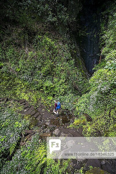Vereda do Larano Hiking Trail  Hiker in the Forest  Madeira  Portugal  Europe