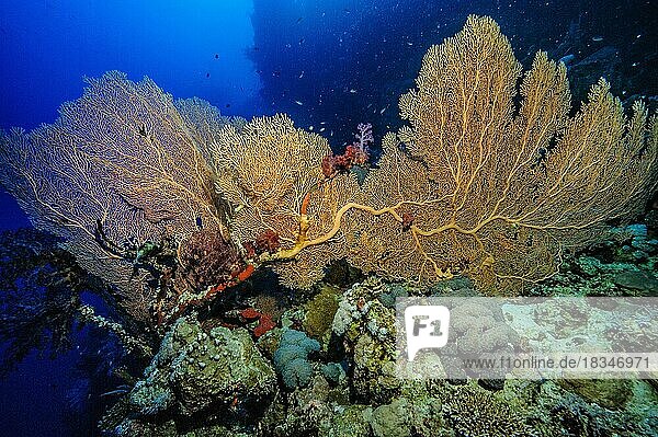 Fächerkoralle (Subergorgia mollis) (Annella mollis) wächst in großer Tiefe auf Korallenblock von Steinkorallen (Scleractinia)  Indischer Ozean  Indopazifik  Similan Inseln  Thailand  Asien