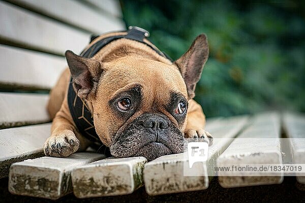 Adorable kleine französische Bulldogge Hund mit traurigen Augen Blick nach oben liegend auf weißen Bank