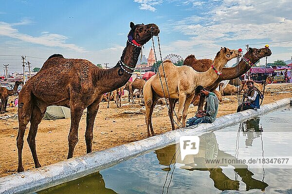 Kamele beim Wassertrinken auf der Pushkar-Kamelmesse (Pushkar Mela)  einer jährlichen fünftägigen Kamel- und Viehmesse  einer der größten Kamelmessen und Touristenattraktion der Welt  Pushkar  Indien  Asien