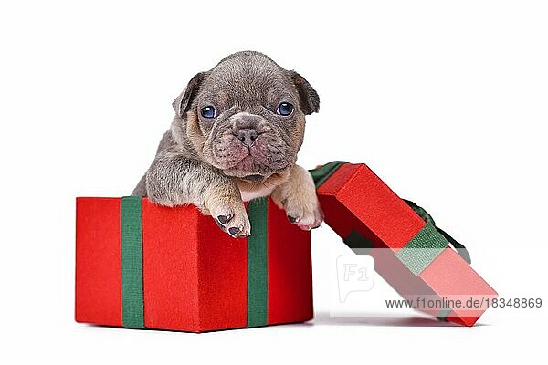 Französische Bulldogge Hundewelpe späht aus roten Weihnachtsgeschenk-Box auf weißem Hintergrund