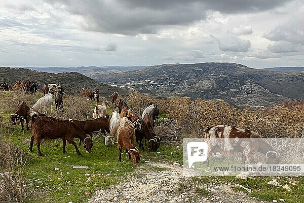 Herd of goats (Capra) in the Troodos Mountains  Cyprus  Europe