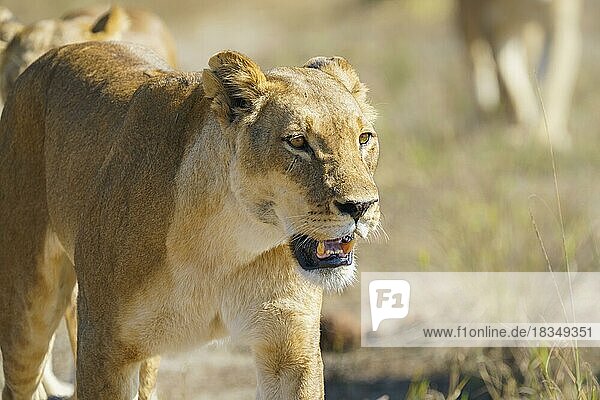 Löwin (Panthera leo) Porträt des weiblichen Gesichts und Ausdrucks. Das Tier hat sein Maul geöffnet und zeigt seine Zähne. Chobe-Nationalpark  Botsuana