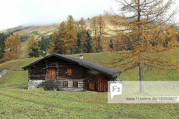 Mountain hut in autumn with golden larches and foggy atmosphere in the upper Lechtal  Tyrol  Austria  Europe