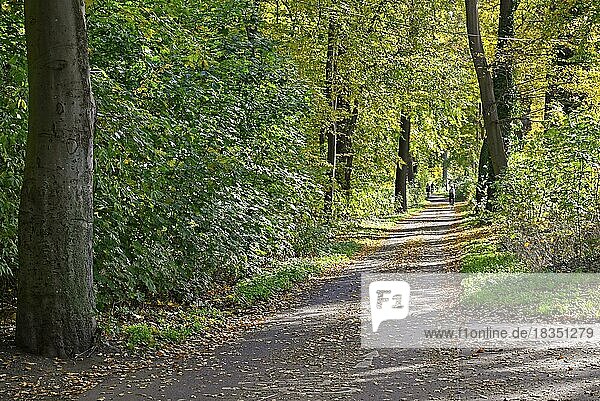 Herbstliche Laubbäume im Stadtwald Eilenriede  Hannover  Niedersachsen  Deutschland  Europa