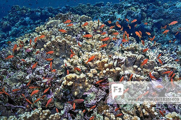 Small school of fish Shoal of sea goldies (Pseudanthias squamipinnis) swims over coral block of stony corals (Scleractinia) in coral reef  Red Sea  El Quseir  Egypt  Africa
