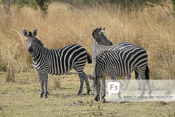 Steppenzebra der Unterart Crawshay-Zebra (Equus quagga crawshayi)  adulte Tiere  Gruppe  Herde  South Luangwa  Sambia  Afrika