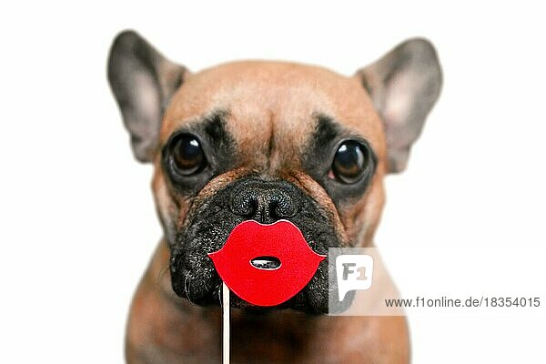 Niedliche Französische Bulldogge mit roten Kusslippen Fotostütze vor weißem Hintergrund