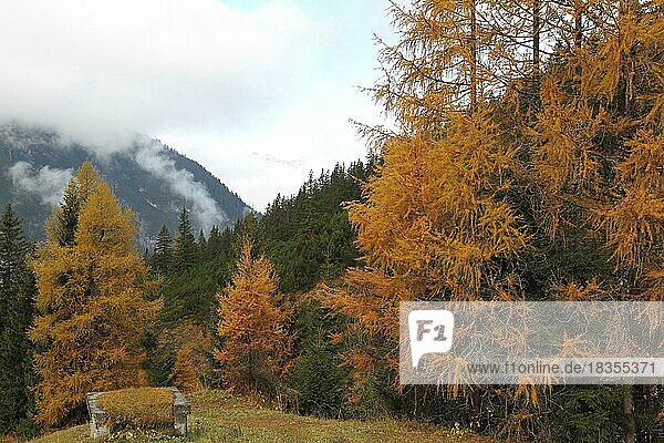 Herbst mit goldenen Lärchen und Nebelstimmung im oberen Lechtal  Tirol  Österreich  Europa