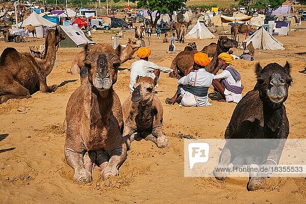 Indische Männer und Kamele auf dem Pushkar-Kamelmarkt (Pushkar Mela)  der jährlichen Kamel- und Viehmesse  einer der größten Kamelmessen der Welt und Touristenattraktion  Pushkar  Indien  Asien