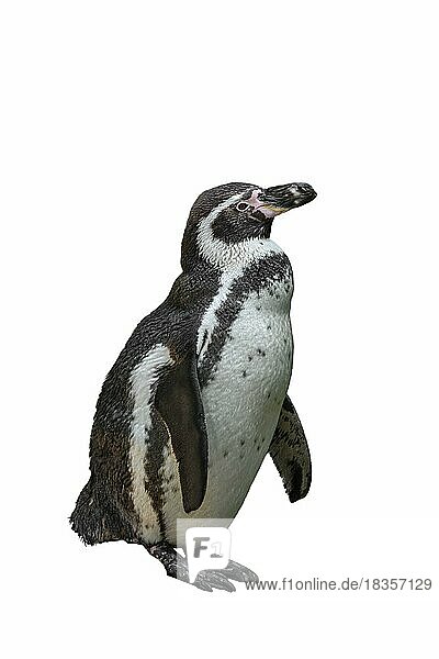 Humboldt-Pinguin (Spheniscus humboldti)  Vorkommen in Nordchile  Südamerika  vor weißem Hintergrund