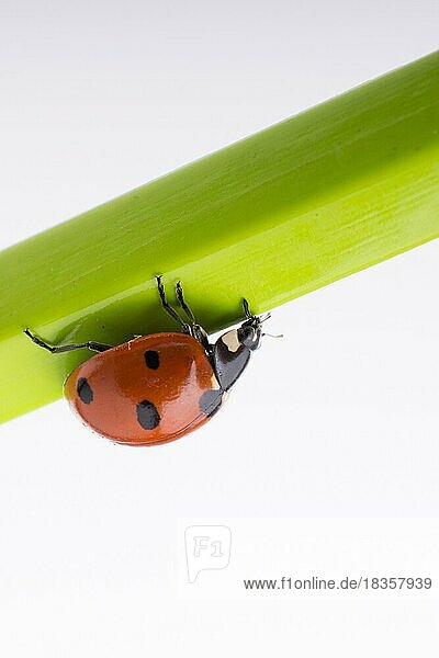 Schönes Foto eines roten Marienkäfers  der auf einem Holzstab läuft