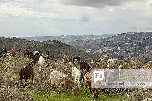 Goats (Capra) in the Troodos Mountains  Cyprus  Europe