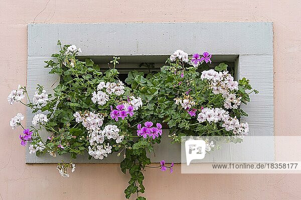 Kellerfenster mit Blumendekoration  historisches Winzerhaus  Pfalz  Rheinland-Pfalz  Deutschland  Europa