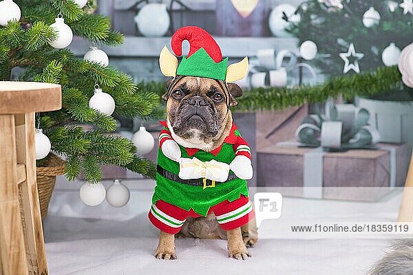 Weihnachtselfe Hund. Lustige französische Bulldogge trägt traditionelle niedliche Elfenkostüm mit Armen halten Geschenk neben geschmückten Weihnachtsbaum