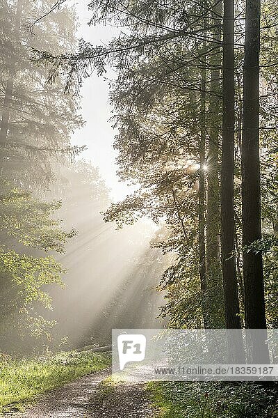 Sonnenstrahlen durch den Nebel in einem Bergwald im Herbst. Vogesen  Elsass  Frankreich  Europa