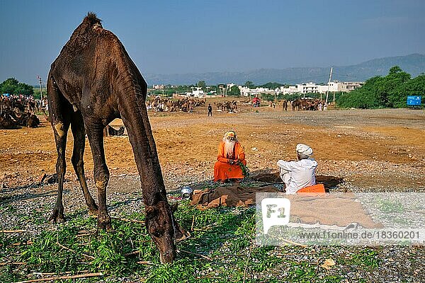 Ein indischer Mann  sein Kamel und ein Sadhu auf der Pushkar-Kamelmesse (Pushkar Mela)  einer jährlichen Kamel- und Viehmesse  einer der größten Kamelmessen und Touristenattraktion der Welt  Pushkar  Indien  Asien