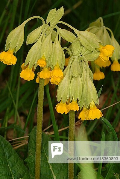 Schlüsselblume (Primula officinalis)  Himmelsschlüssel  Apothekerprimel  Heilpflanze  Pflanze mit frischen Blüten  draußen in freier Natur