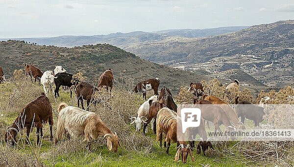 Goats (Capra) in the Troodos Mountains  Cyprus  Europe
