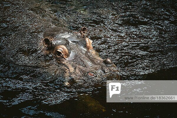 Nilpferd (Hippopotamus amphibius)  Kopf  Wasser  captive  Wroc?aw  Polen  Europa