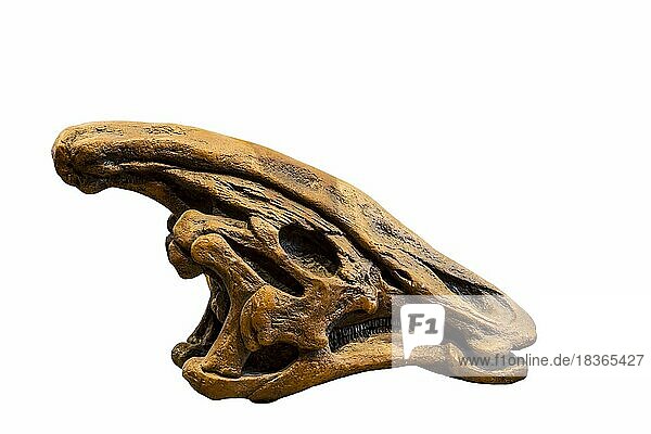 Versteinerter Dinosaurierschädel des Olorotitan vor weißem Hintergrund