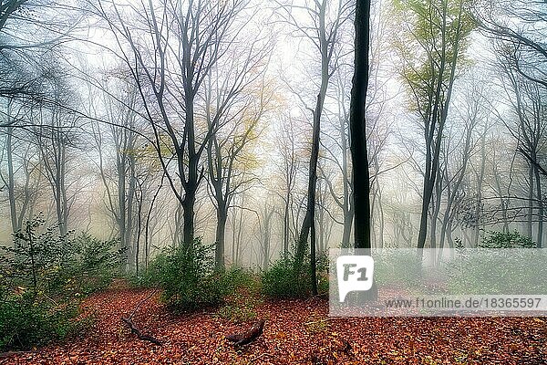 Mystische Nebelstimmung im herbstlichen Buchenwald (Fagus sylvatica)  Jurapark  Kanton Aargau  Schweiz  Europa