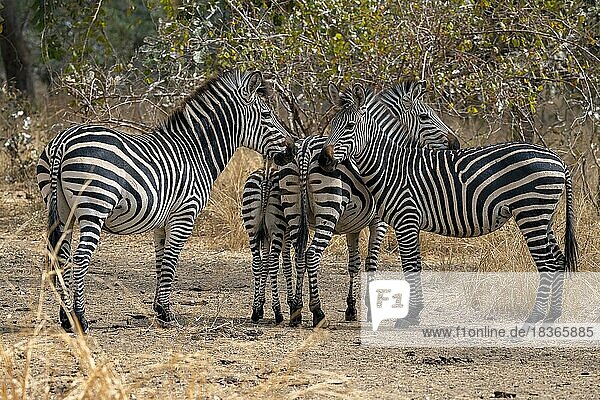 Steppenzebra der Unterart Crawshay-Zebra (Equus quagga crawshayi)  Gruppe  Herde  South Luangwa  Sambia  Afrika