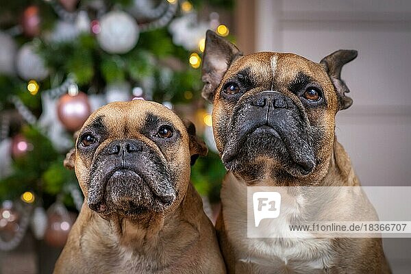 Porträt von zwei braunen französischen Bulldoggen  die vor einem geschmückten Weihnachtsbaum im unscharfen Hintergrund sitzen