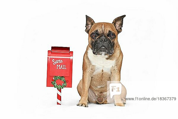 Französische Bulldogge Hund sitzt neben Santa Briefkasten auf weißem Hintergrund