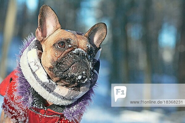 Nette Französisch Bulldogge Hund mit Schnee auf der Nase tragen warmen Wintermantel mit Pelzkragen und Schal vor verschwommenen Winter Schnee Wald Landschaft Hintergrund
