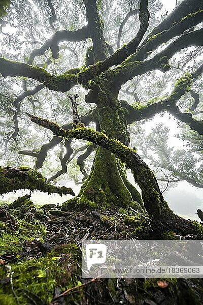 Mit Moos und Pflanzen bewachsene Lorbeerbäume im Nebel  Alter Lorbeerwald  Stinklorbeer (Ocotea foetens)  Laurisilva  UNESCO Weltkulturerbe  Fanal  Madeira  Portugal  Europa