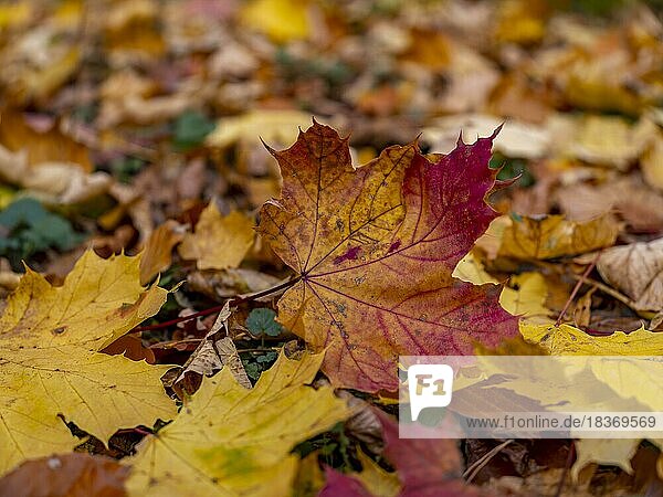 Herbstlich gefärbtes Ahornblatt  Blatt vom Ahorn (Acer) im Naturschutzgebiet Seeberg auf dem Großen Seeberg  Drei Gleichen  Thüringen  Deutschland  Europa