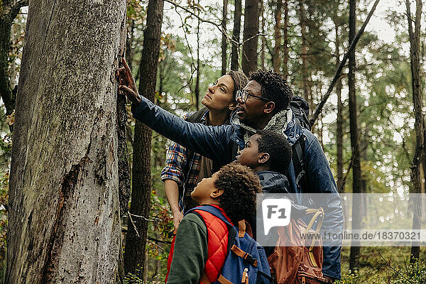 Vater zeigt Baum  während er mit seiner Familie im Urlaub im Wald spricht