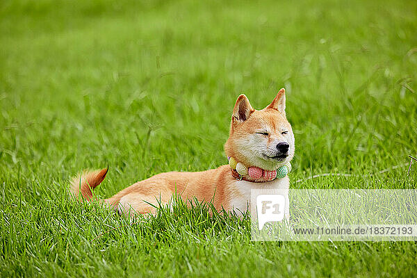 Shiba inu dog on green grass