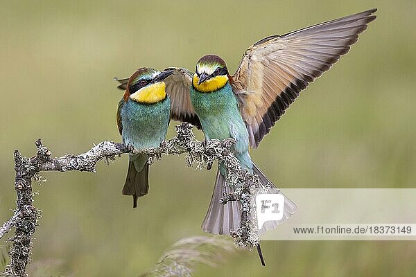 European bee-eater (Merops apiaster)  pair  one bird in flight  bridal gift  Toledo province  Castilla-La Mancha  Spain  Europe