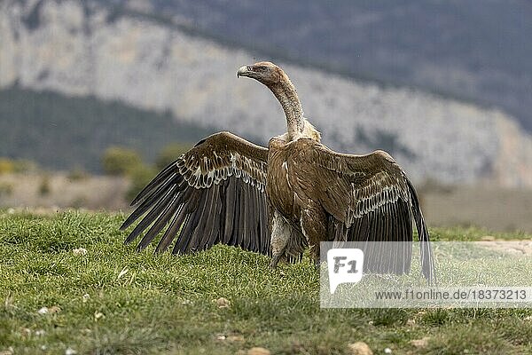 Griffon vulture (Gyps fulvus)  on the ground with wings spread  Pyrenees  Catalonia  Spain  Europe